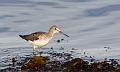 Gluttsnipe - Common greenshank  (Tringa nebularia)